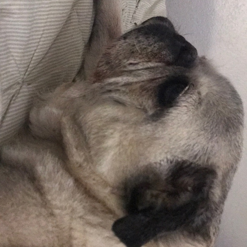 Meet your Posher, Julie